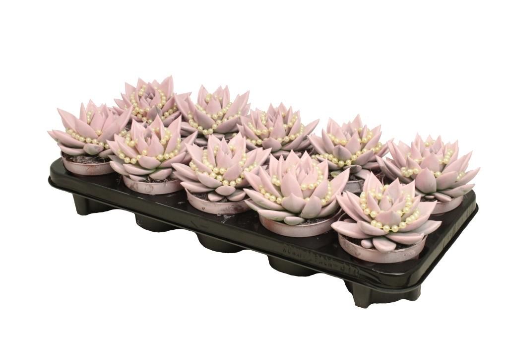 Miranda coloured pastel pink + chain, D 10,5