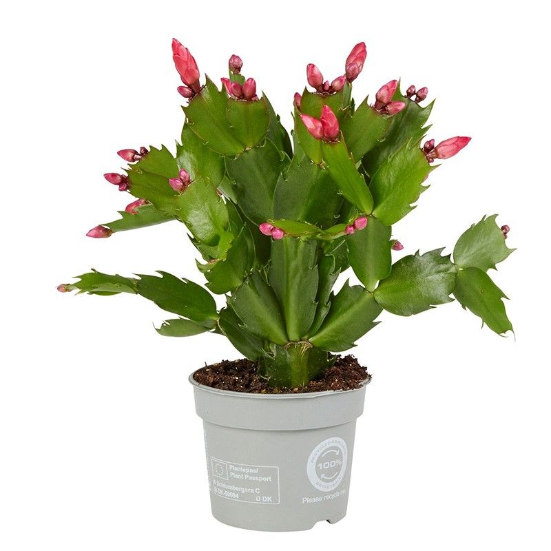 Schlumbergera Red Brazil, D 9 cm Schlumbergera Red Brazil, D 9 cm