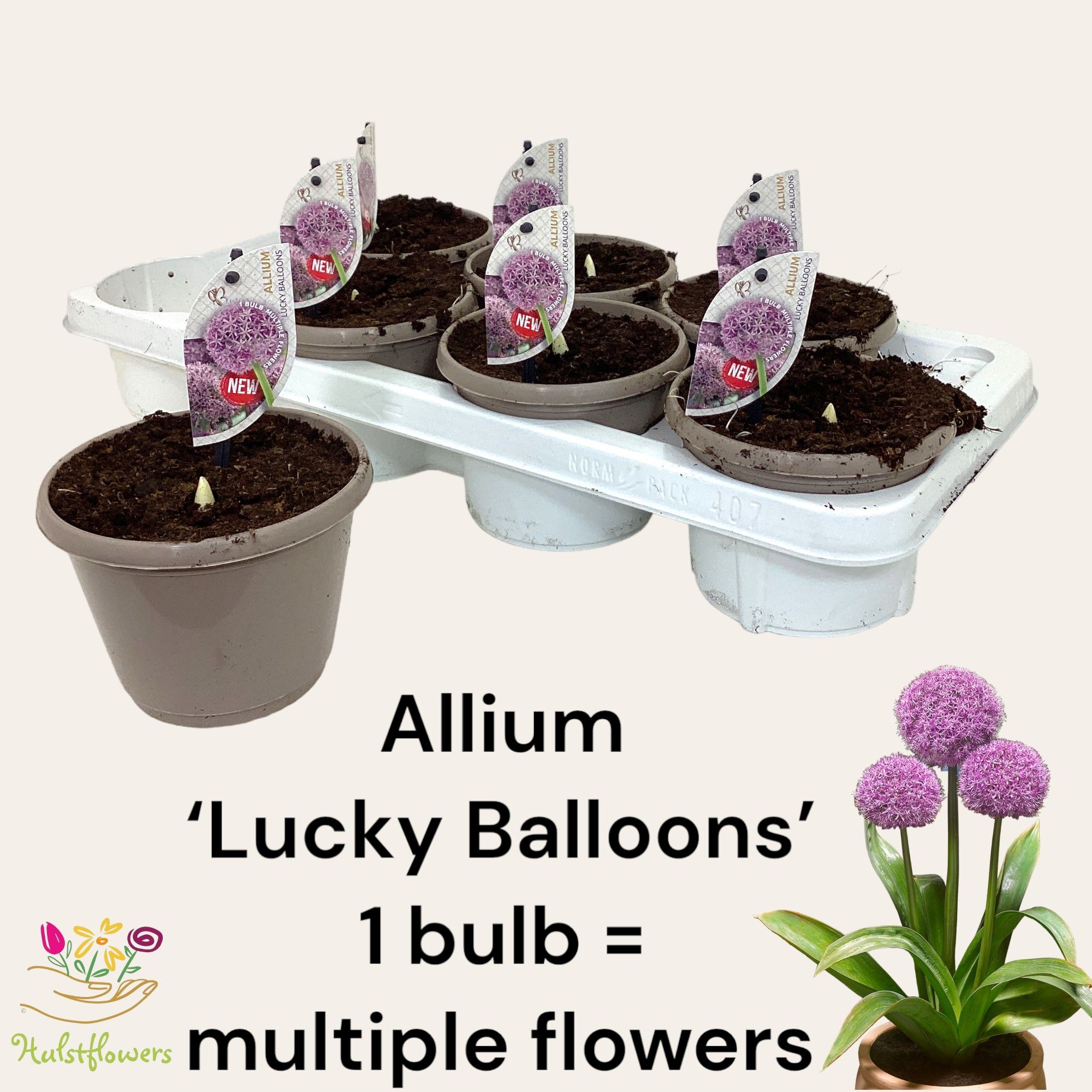 Allium Lucky Balloons, D 14