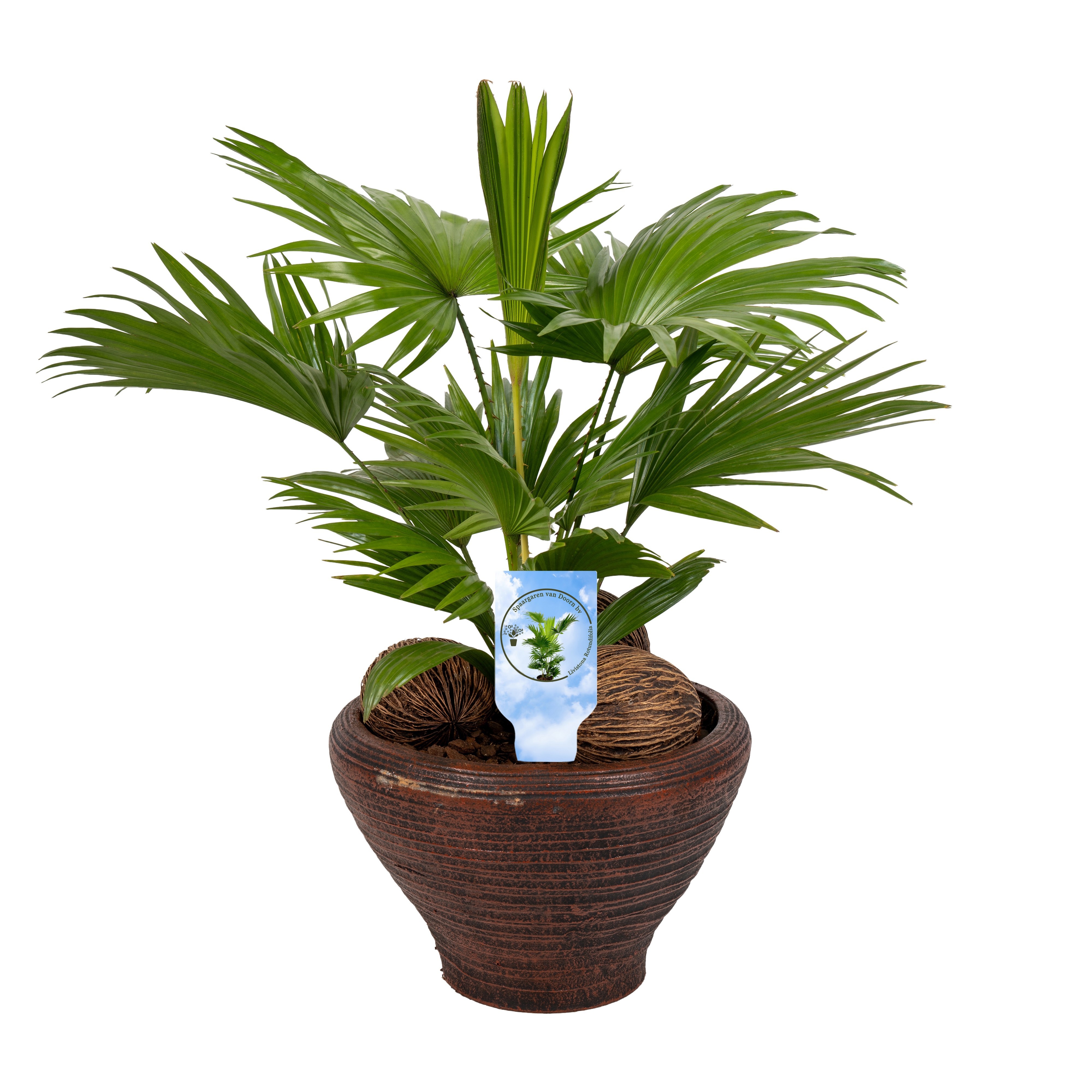 Livistona nr 6 hoedje brown Lucht Zuiverend asp, D 26