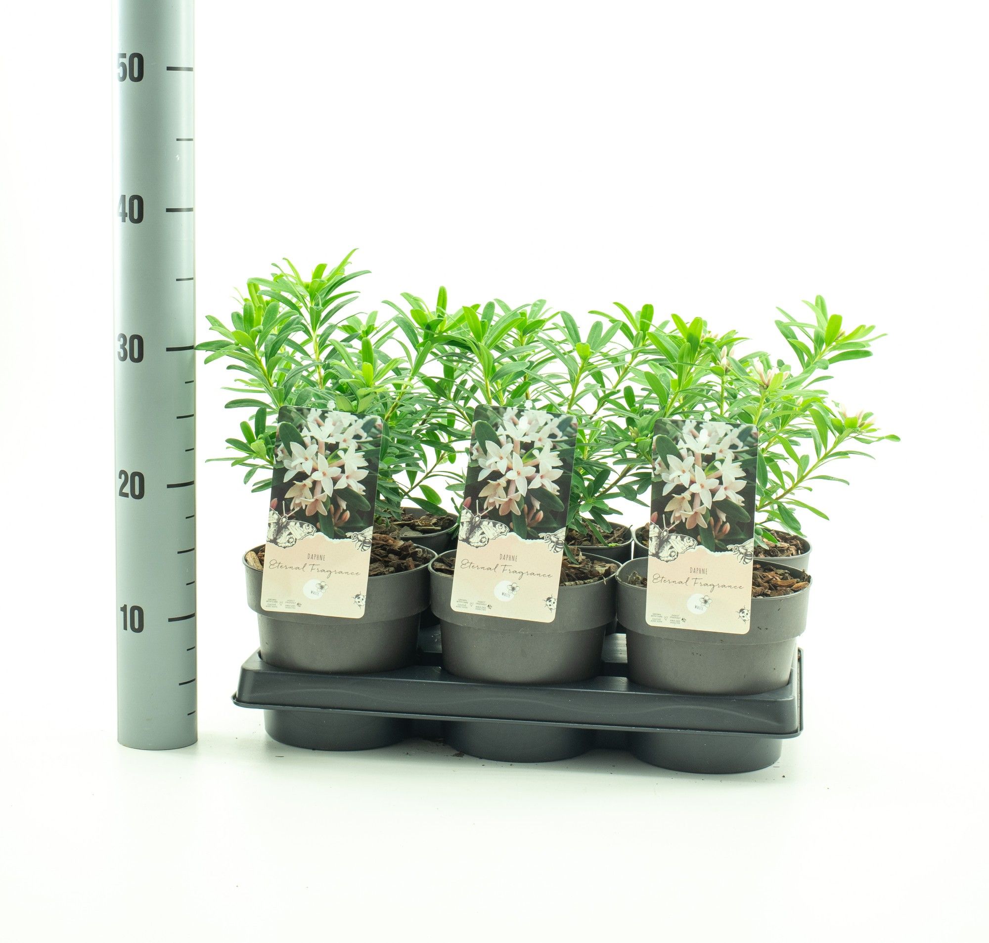 Daphne 'Eternal Fragrance' pbr, D 15