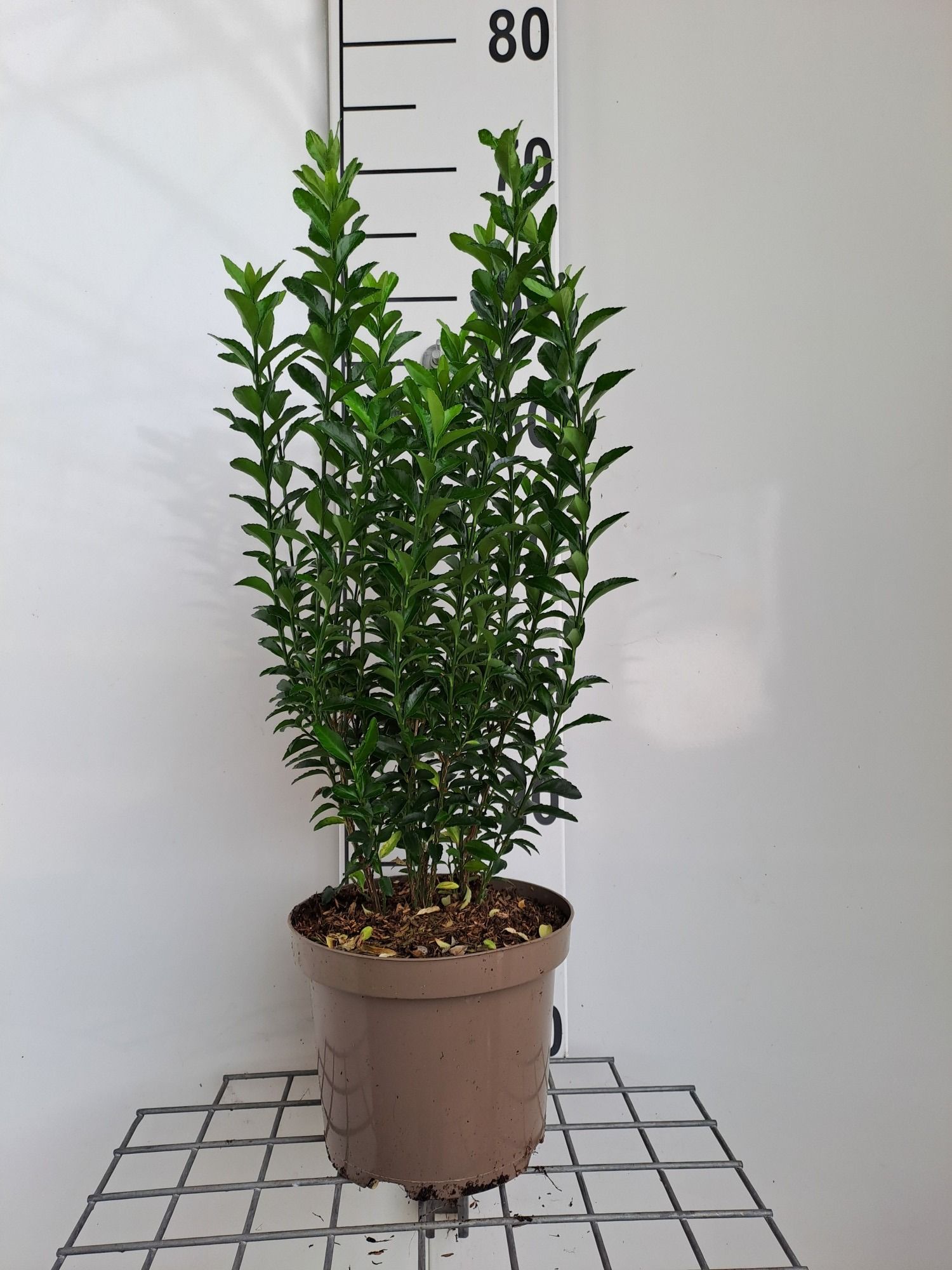 631 LDW : Pot 19 Euonymus Green Spider, D 19