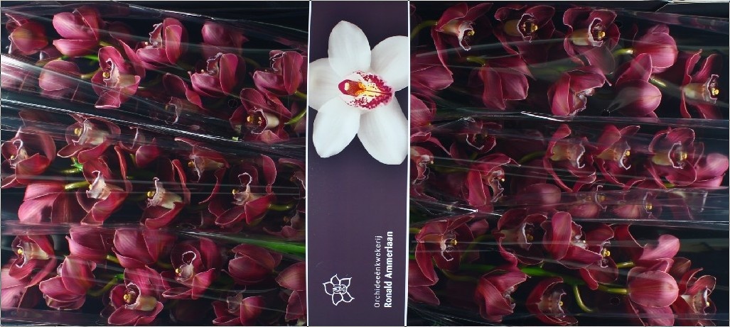 Цимбидиум Хейдс x6 80, шт.