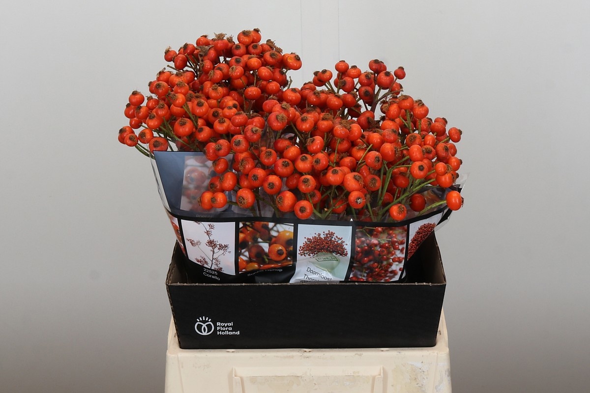 Рузботель Хипхоп Сансет 45, шт.