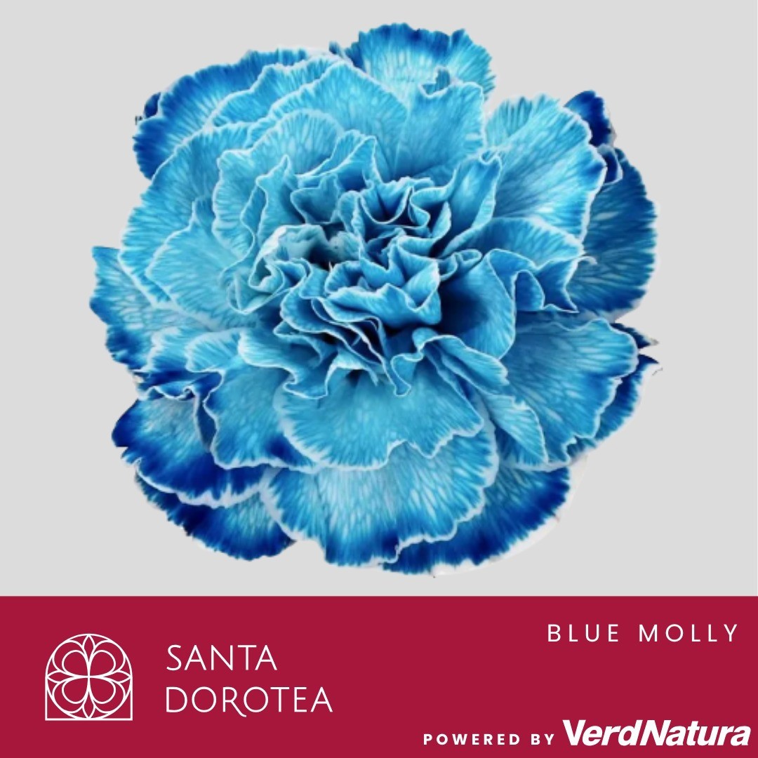 Диантус од. Овериг Крашеный (краш. ), шт.