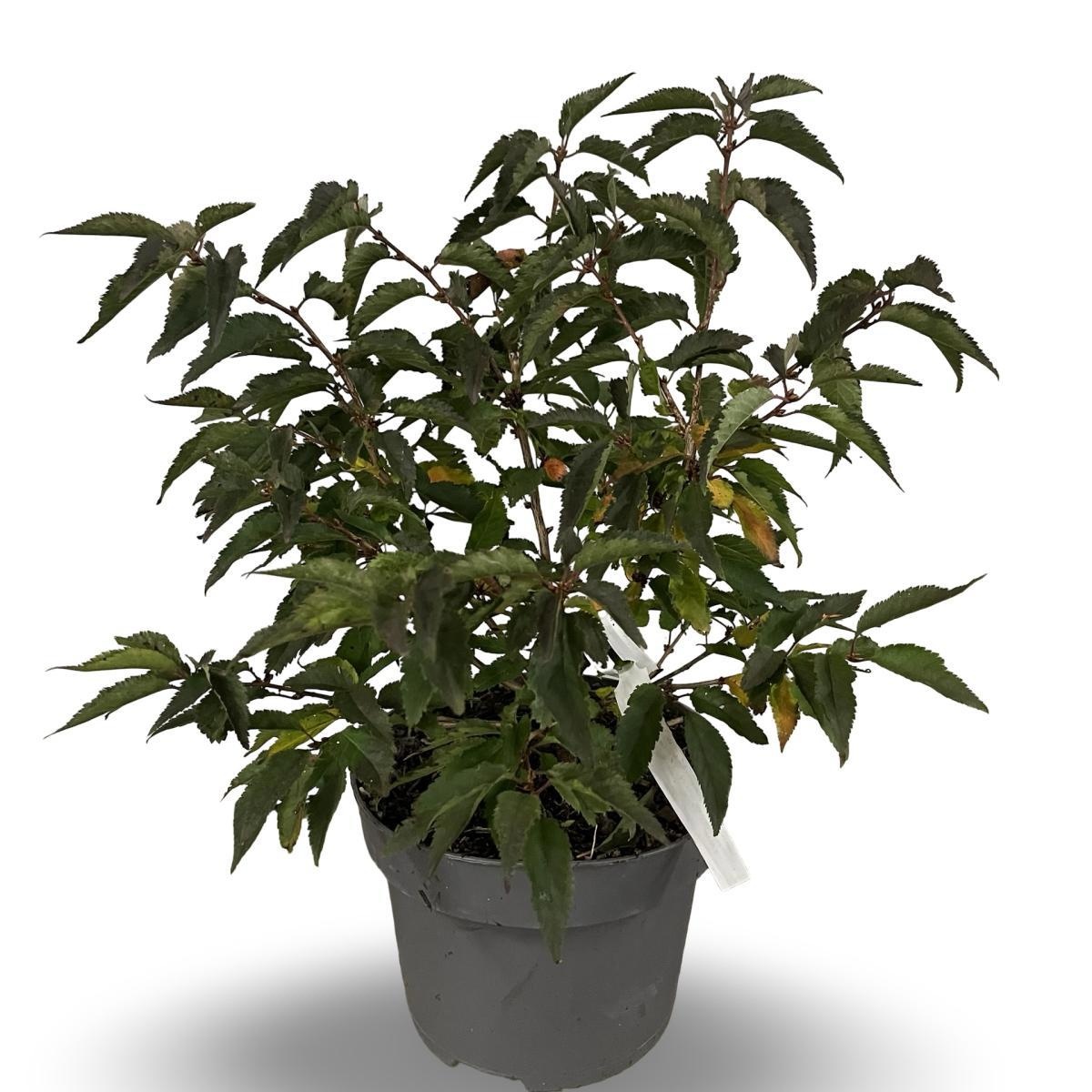 Prunus nipponica 'Brillant', D 21 cm