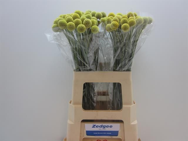 Краспедия Овериг 60, шт.