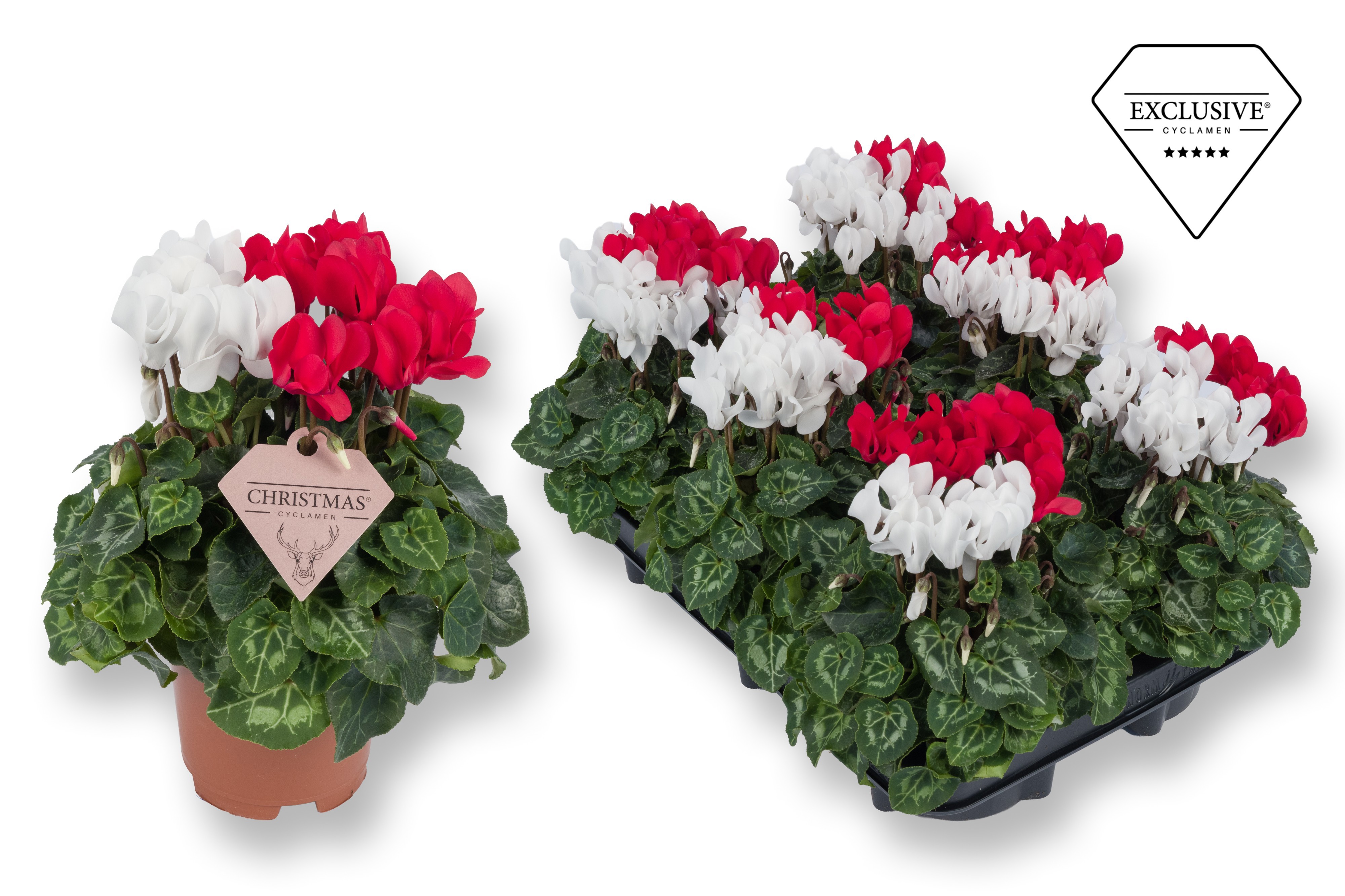 Cyclamen Exclusive® Duo Rood/Wit, D 10,5