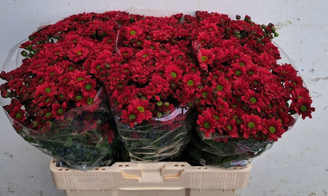 Сантини Мелисса Рэд, шт. Сантини Мелисса Рэд, шт.