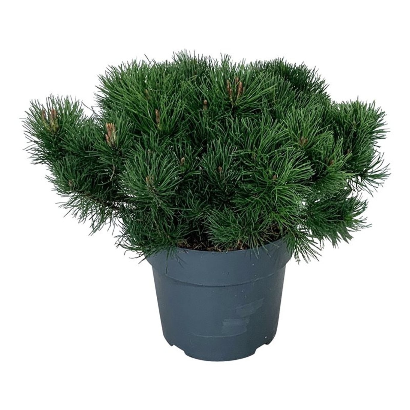 Pinus mugo pumilio, D 24
