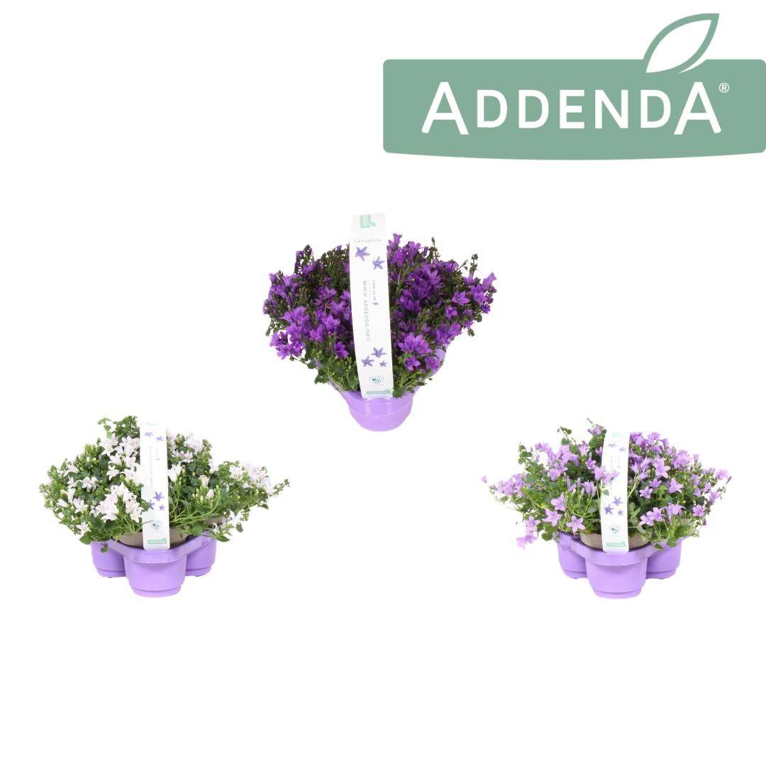 Campanula Color Mix in 3-Pack, D 10,5