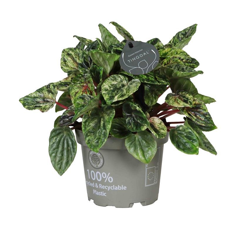 PEPEROMIA CAPERATA 'BUENOS AIRES©', D 12 cm PEPEROMIA CAPERATA 'BUENOS AIRES©', D 12 cm