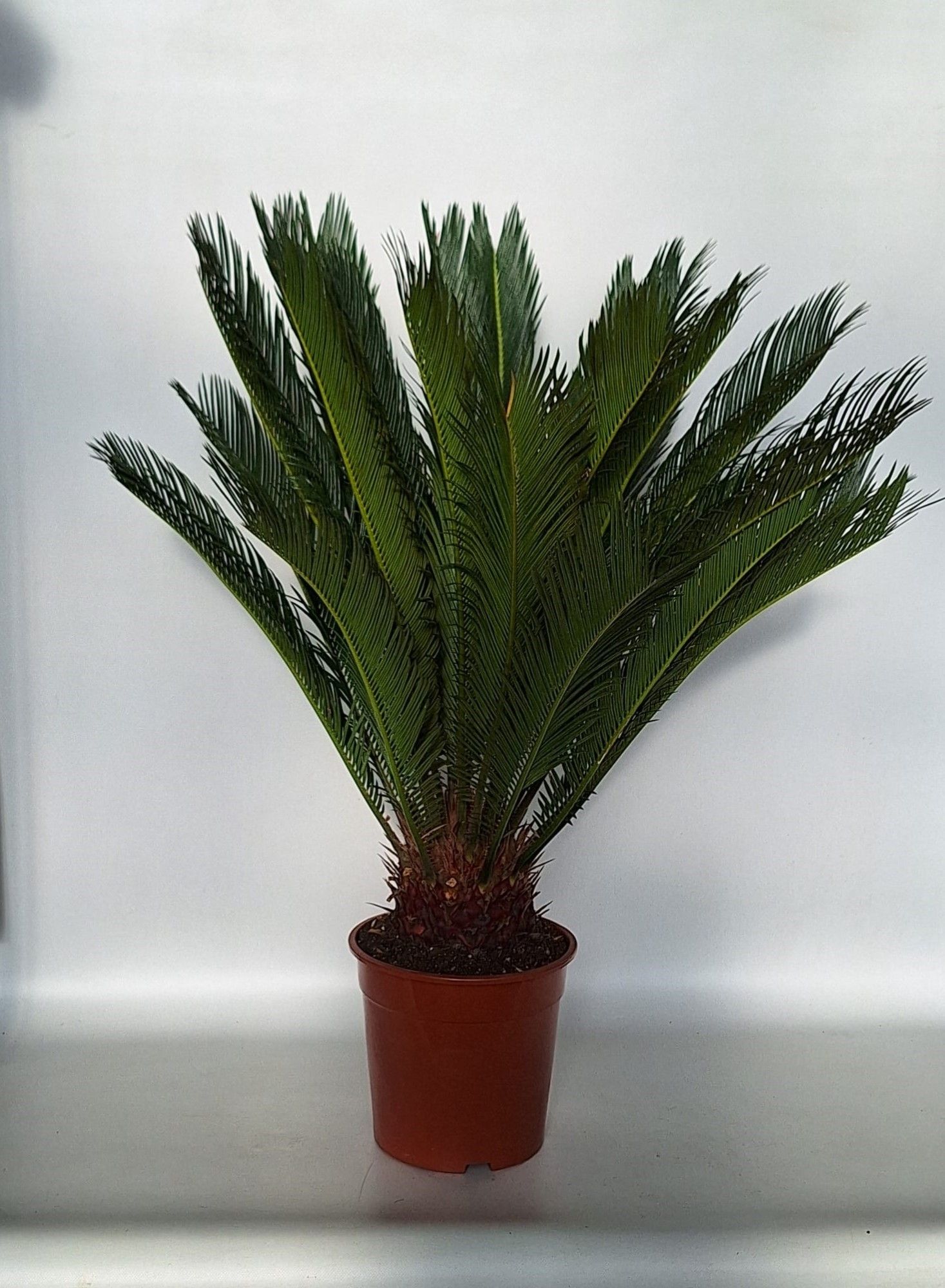 Cycas revoluta 24 cm, D 24 cm Cycas revoluta 24 cm, D 24 cm