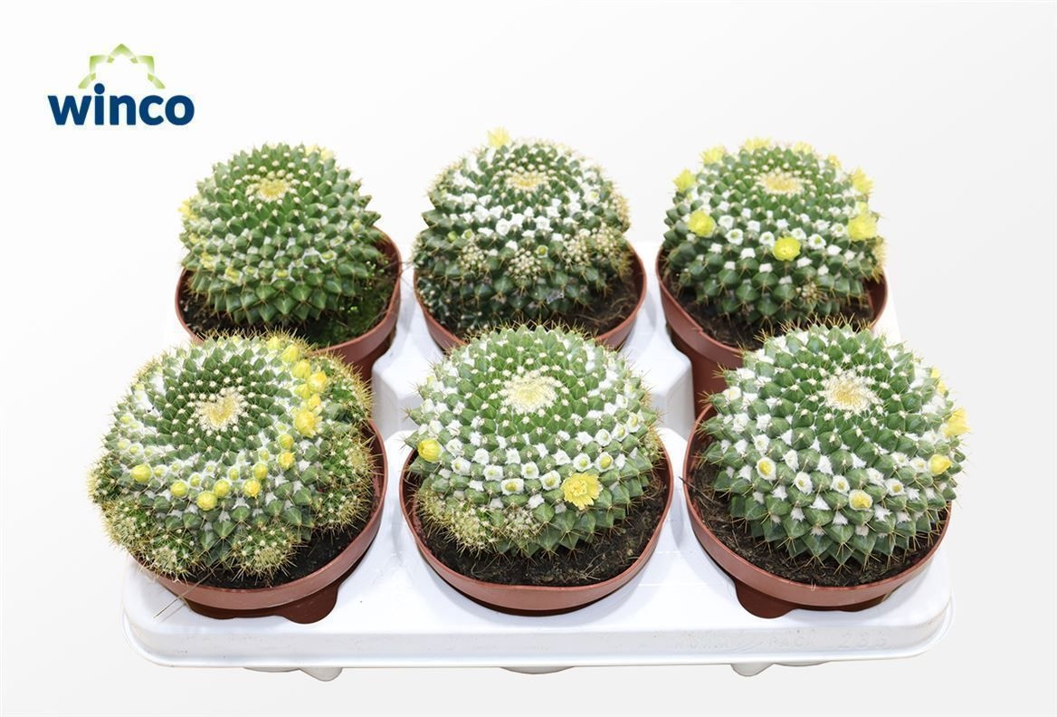 Mammillaria Marksiana, D 13