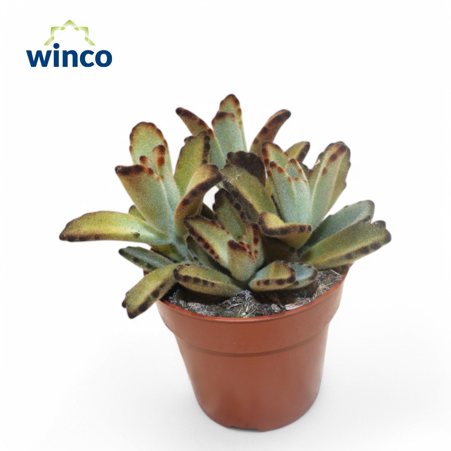 Kalanchoe Tomentosa Chocolate Soldier, D 8,5 cm