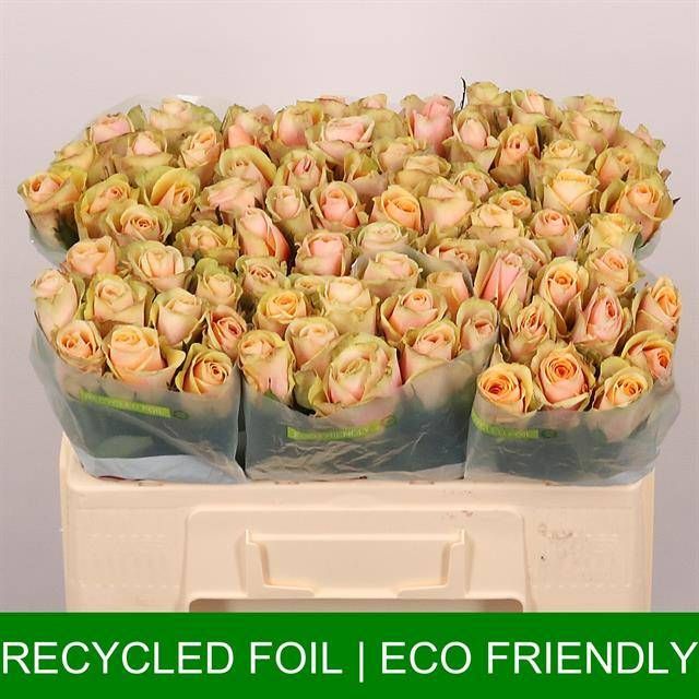 Роза од. Алхими 50, шт.