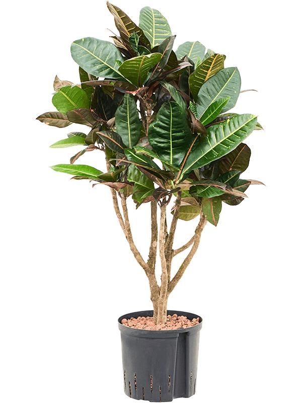 Croton (Codiaeum) variegatum 'Petra', D 22 cm