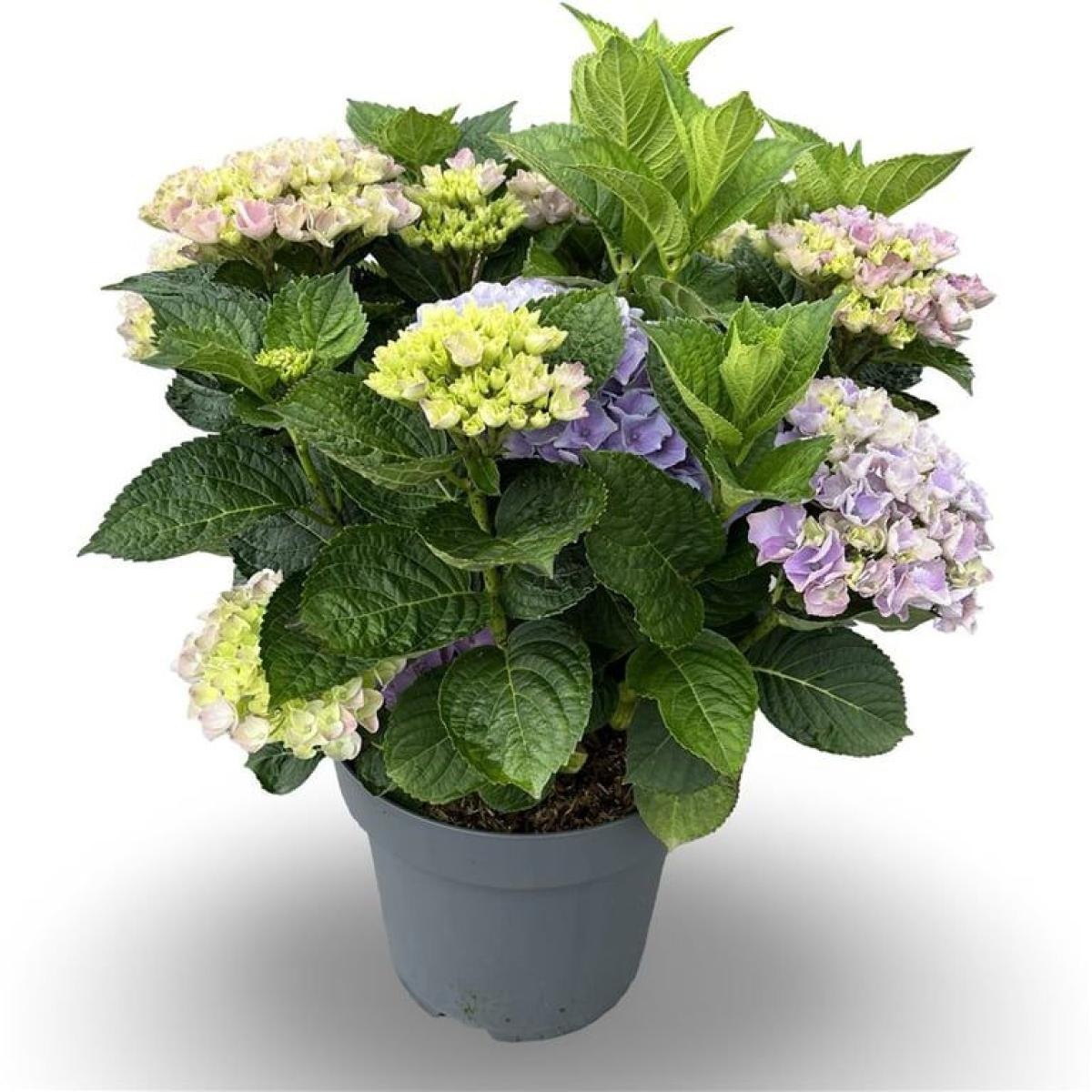 Hydrangea m. 'Bela', blauw, D 32 cm