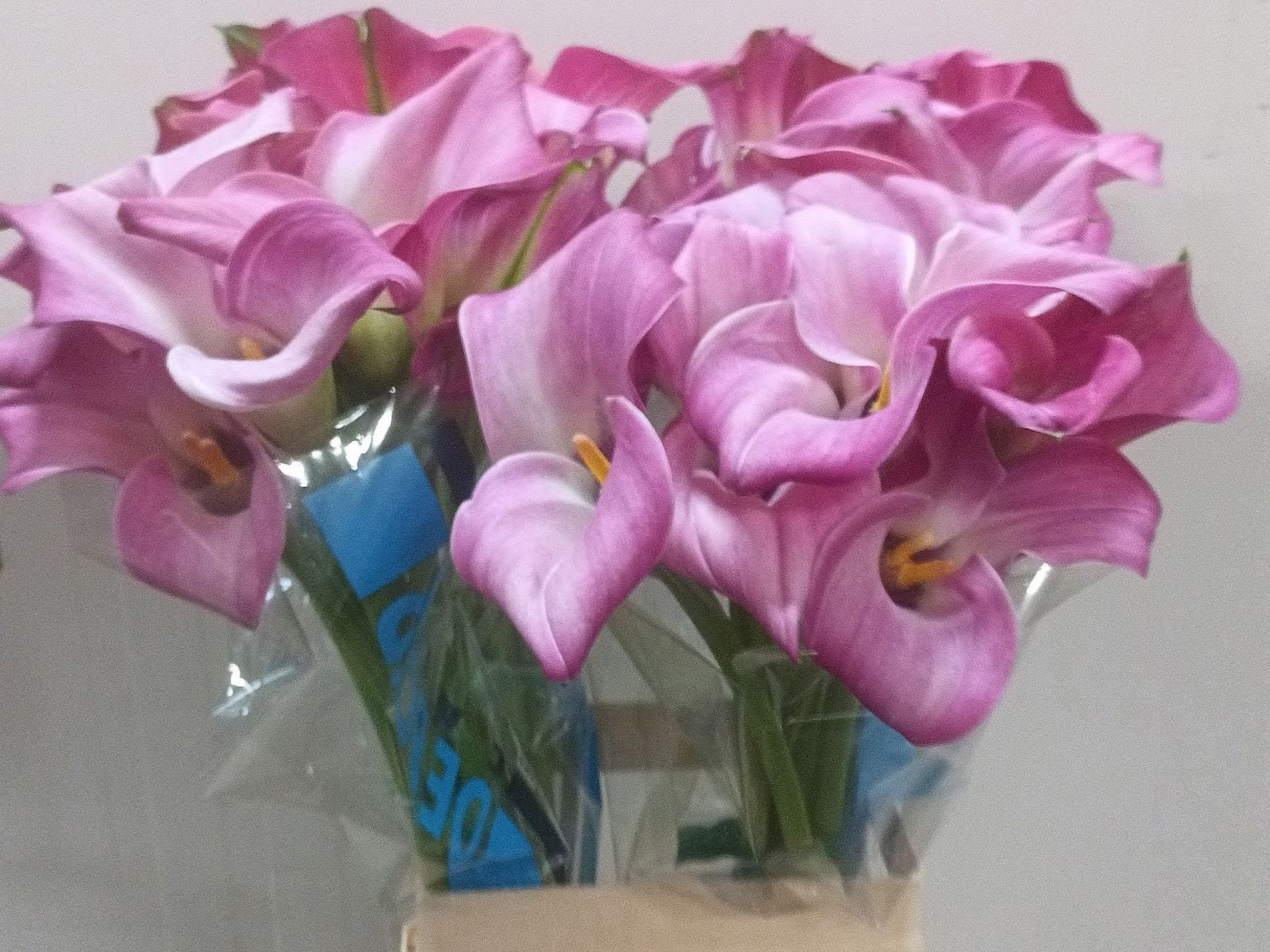 Калла Фантазия 70, шт.