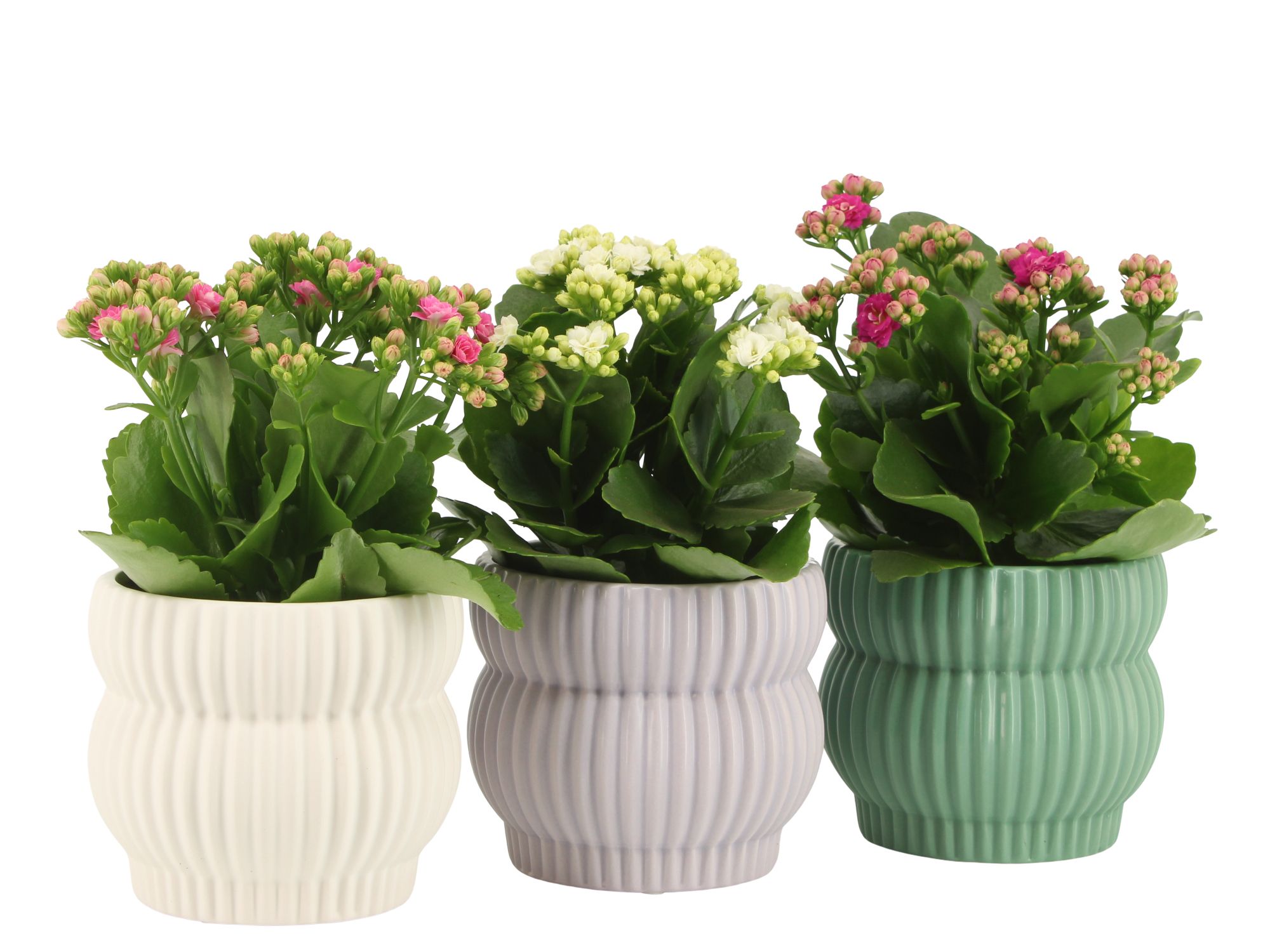 7501384: Solutionss Consideration, D 10,5