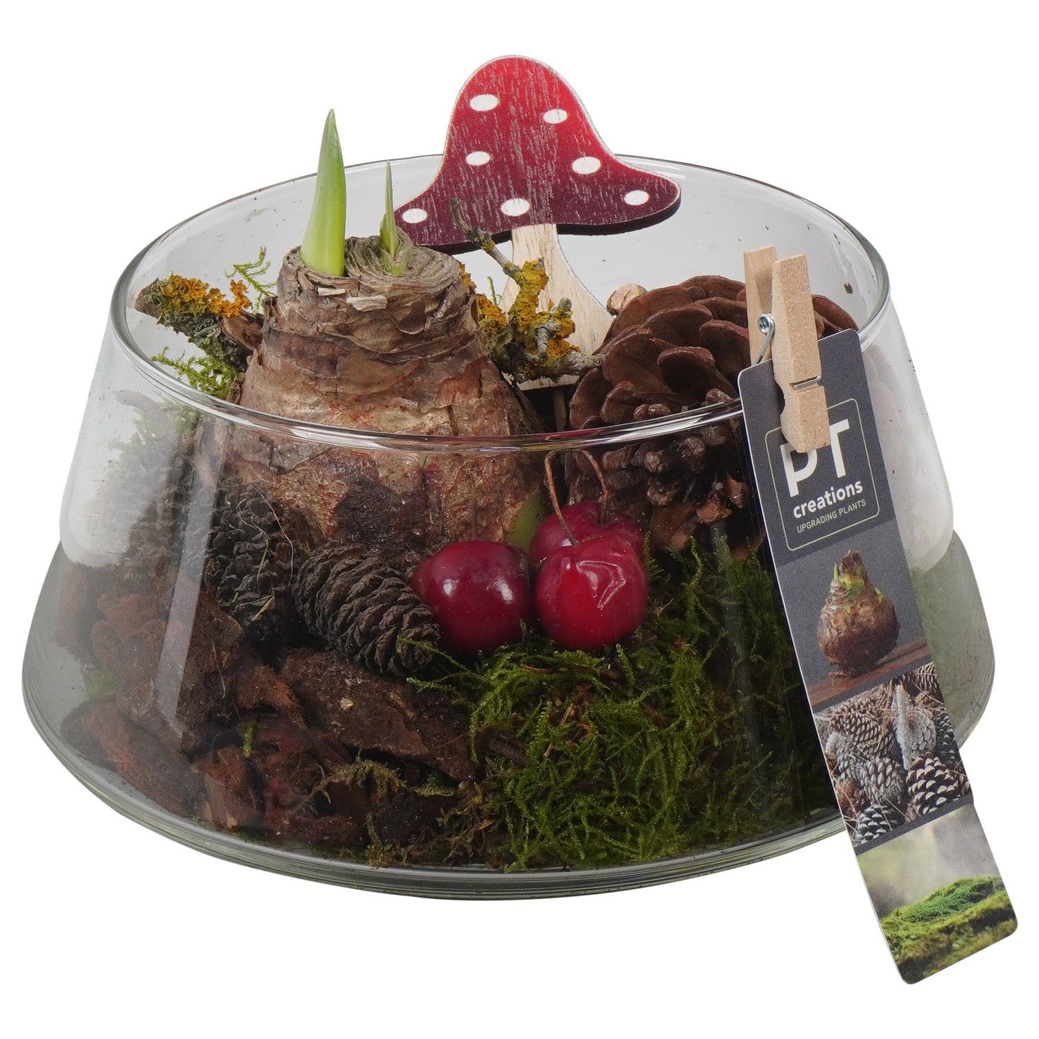 PTAA7575 Arrangement Amaryllis in glazen vaas, D 18 cm