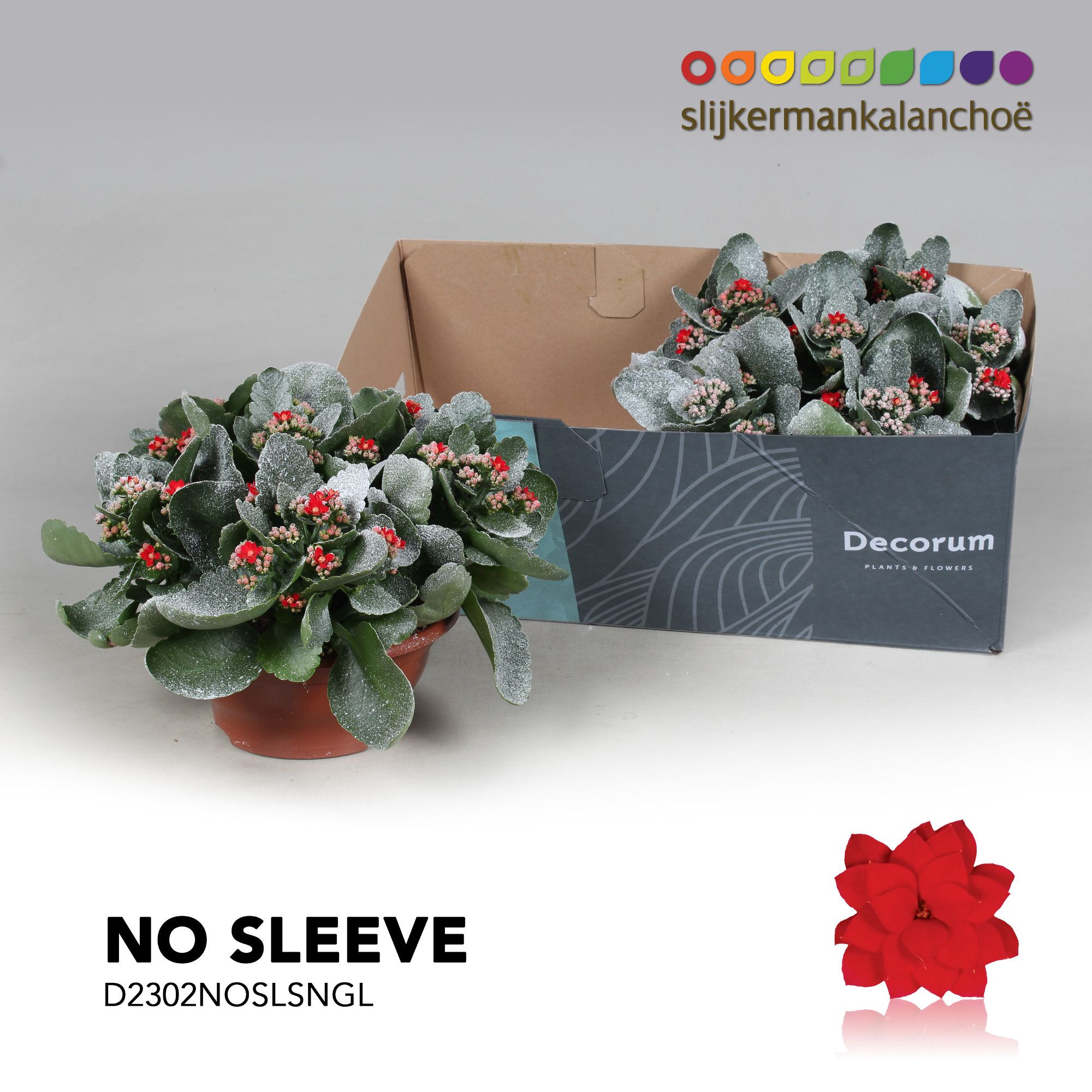 Kalanchoe No Sleeve - Red with snow/sneeuw and glitter - kerst, D 23 cm