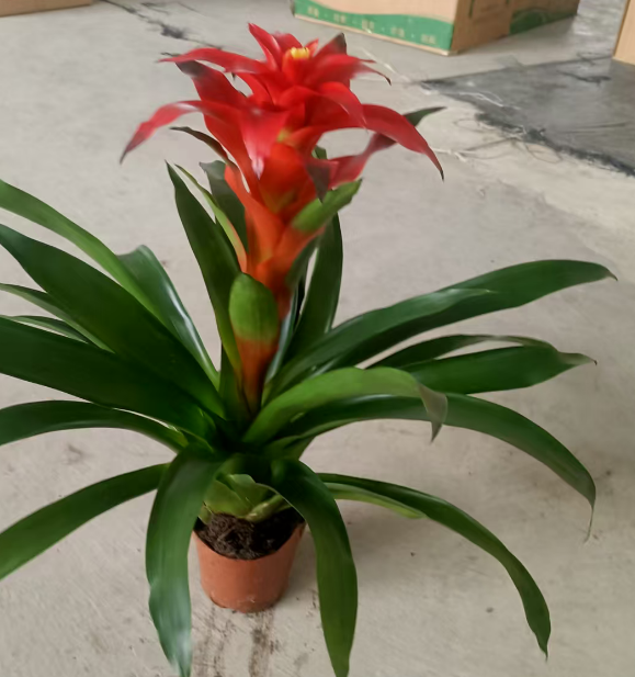 Гузмания Крев Кут Ред 14 55