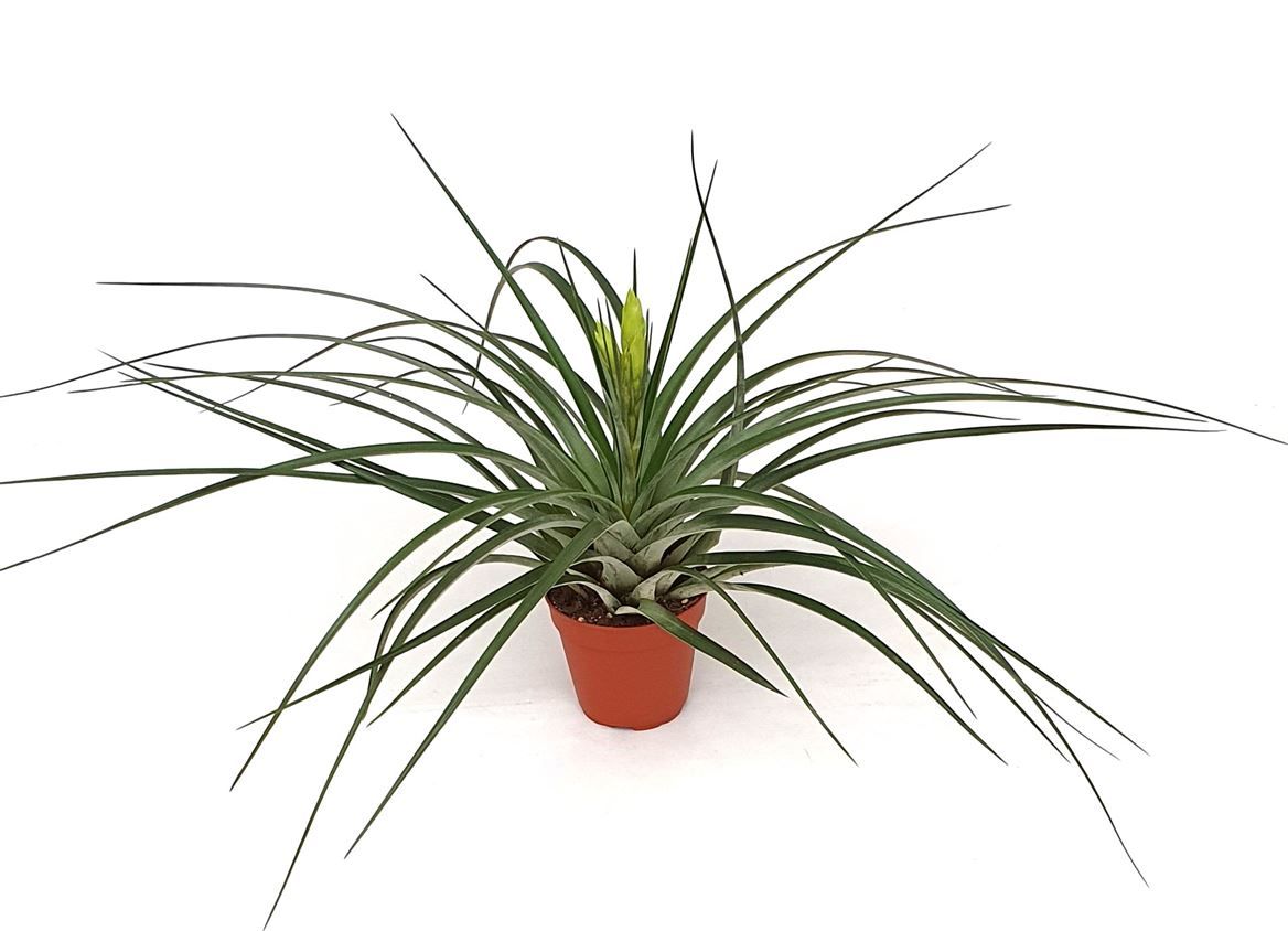 Tillandsia 'Mistic', D 12
