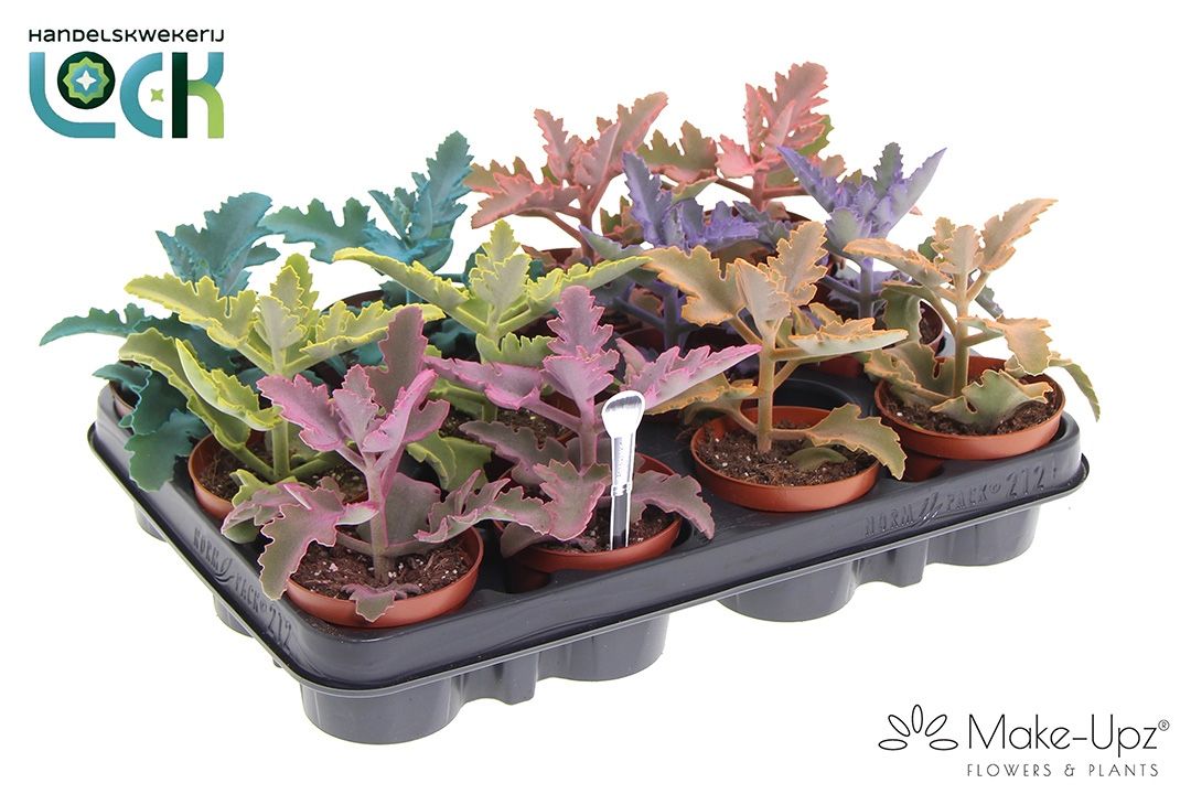 Kalanchoe Beharensis Make Upz, D 8,5