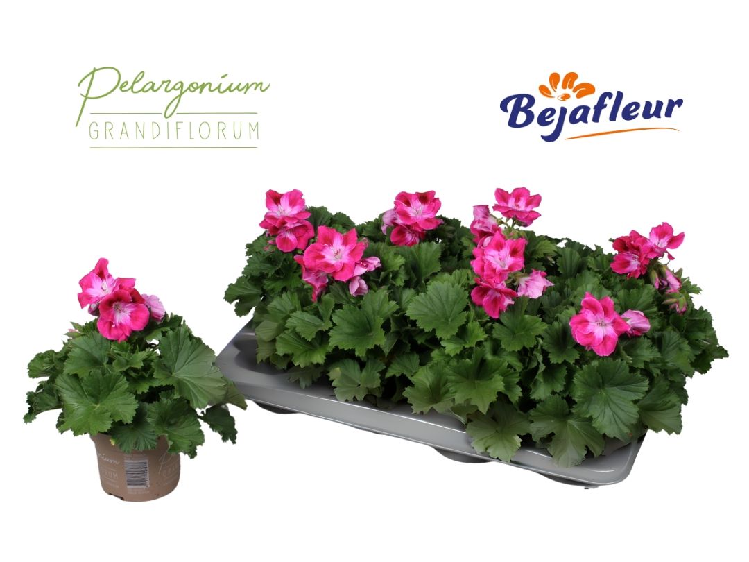 Pelargonium Grandiflorum HYP30, D 12
