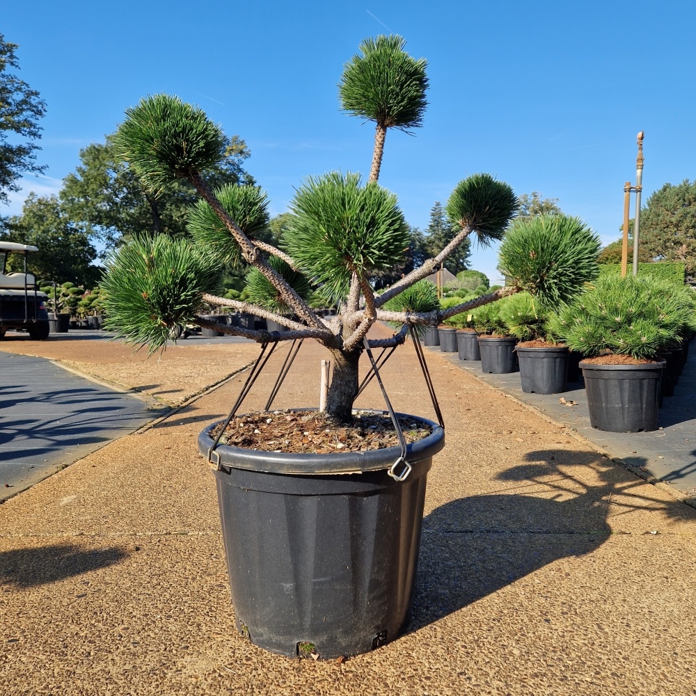 Pinus nigra 'Brepo'®, D 44 cm