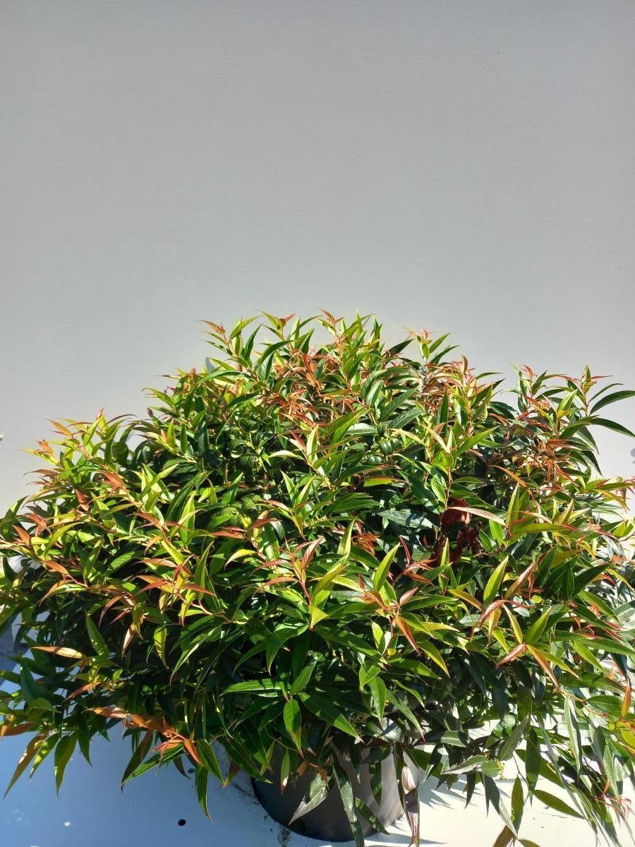 Leucothoe keiskei Burning Love, breed, D 40