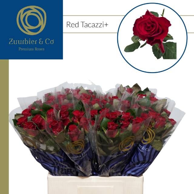 Роза од. Рэд Такази+ 60, шт. Роза од. Рэд Такази+ 60, шт.