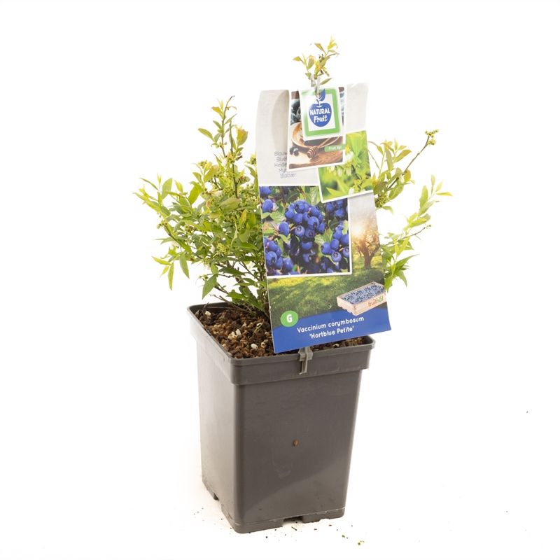 Vaccinium corymbosum Hortblue Petit Blauwe bes (pluk jul/aug & sep/okt), D 18 cm