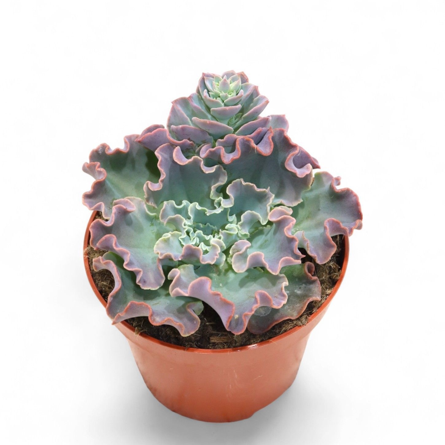 Echeveria Shaviana, D 10,5