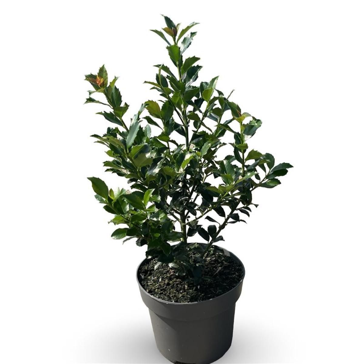 Ilex meserv. Blue Maid, D 32