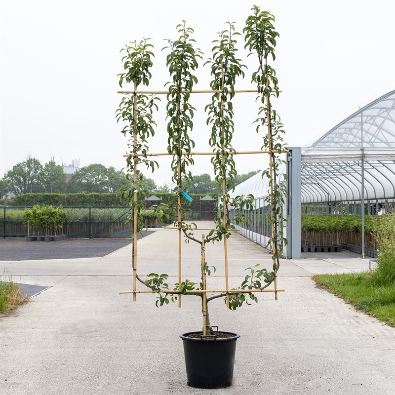 Pyrus comm. 4-arm Verticaal Peer leivorm, D 50