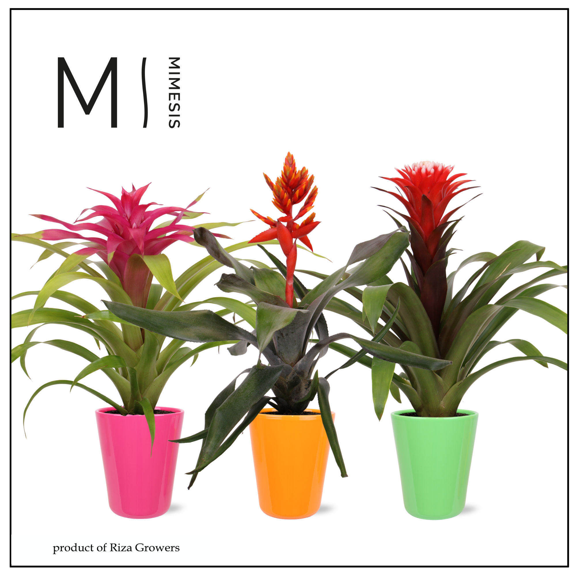 Bromelia Royal Happy - 12cm in Florence | Mimesis, D 12