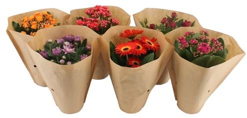 Bloeimix 12 cm Papieren hoes, D 12