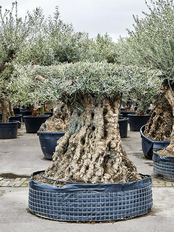 Olea europaea, D 150