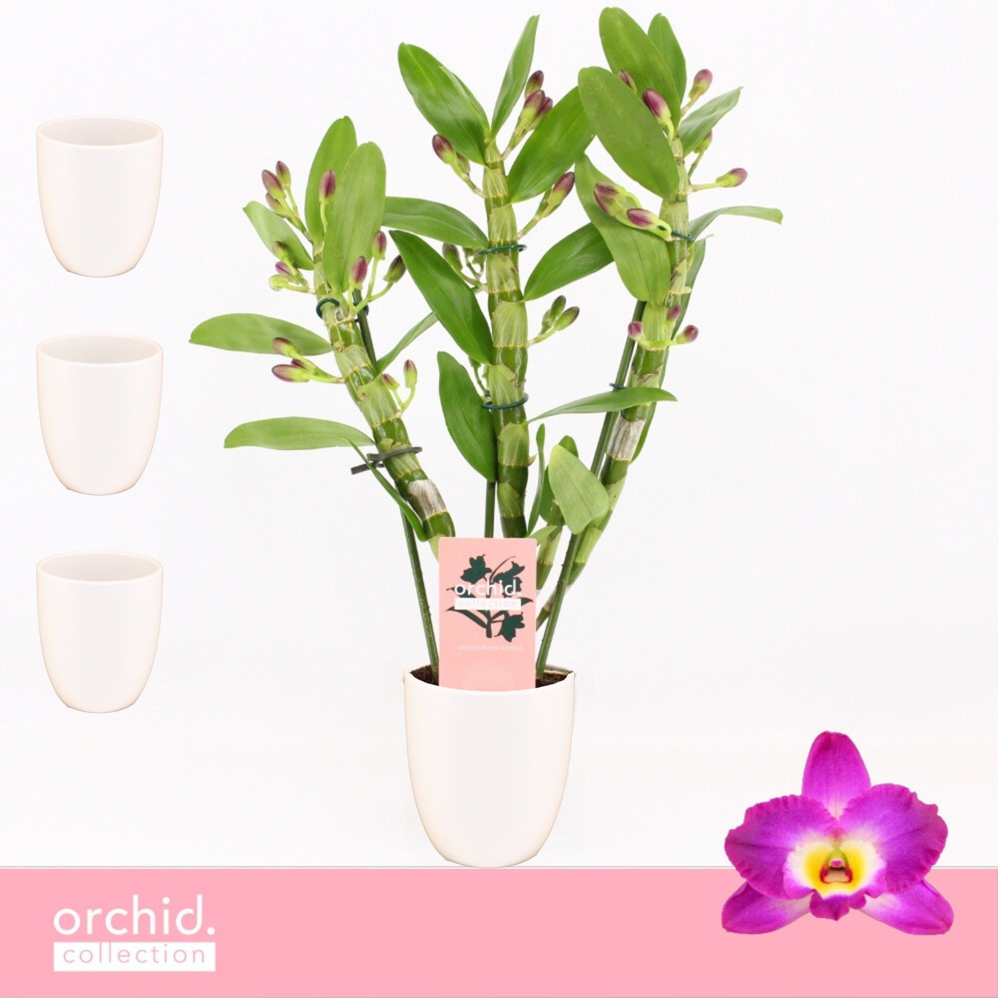 Dendrobium Nobilé, Akatsuki 3-spike Compact in Lotte White 'Orchid Collection', D 12