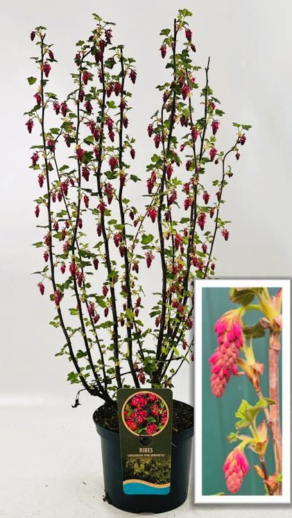 Ribes sang. 'King Edward', D 23