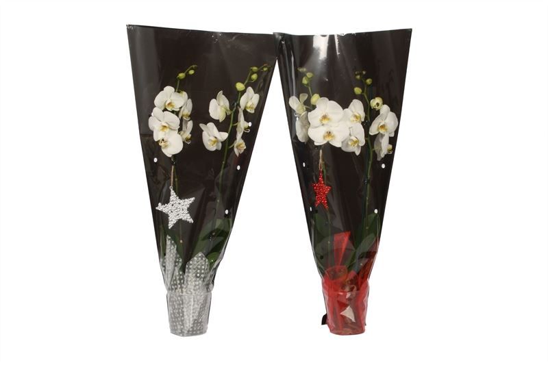 Phal white 2T14+ in zwarte sierhoes, D 12