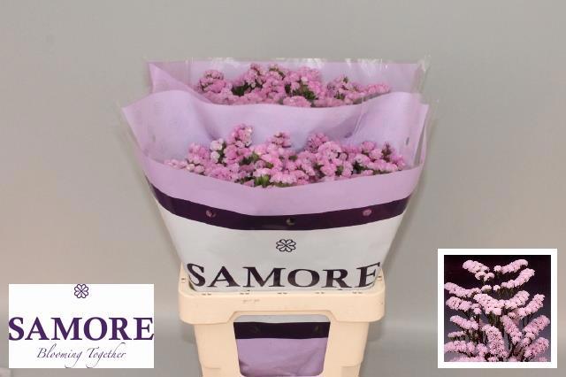 Статица Розелла Сан Бердс 60, шт.