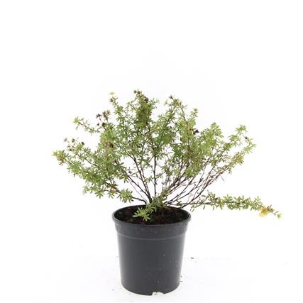 Potentilla f. 'Tangerine', D 14 cm