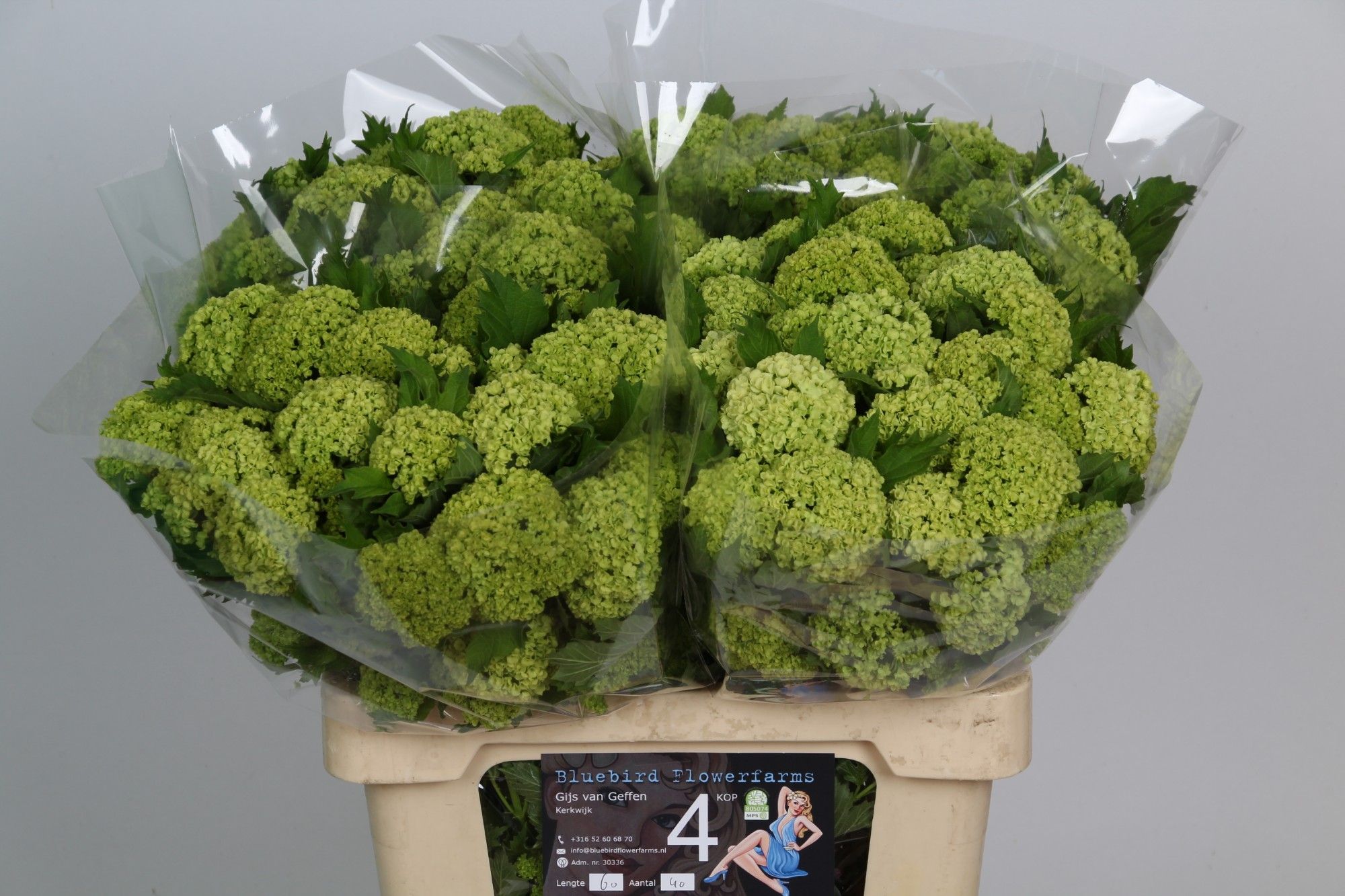 Вибурнум Розеум 60 (зел.), шт.