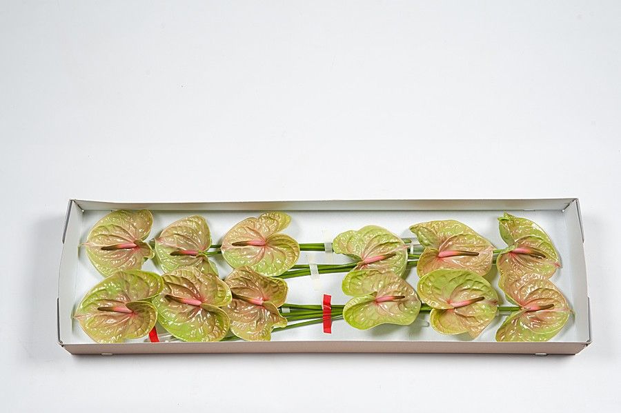 Антуриум Писташ x12, шт.