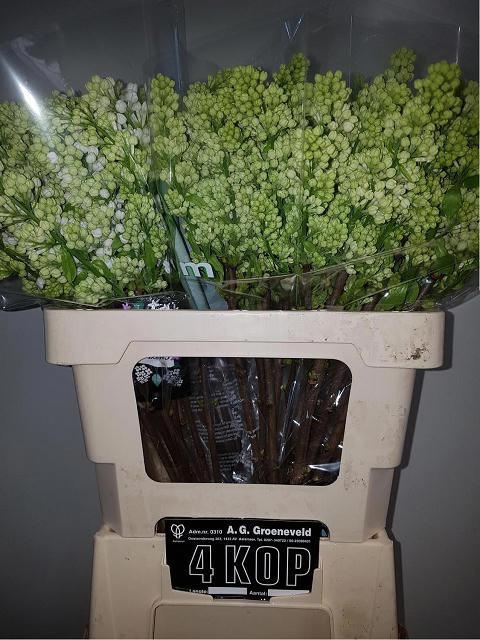 Сирень Мадам Флорент Степман 60 (бел.), шт.