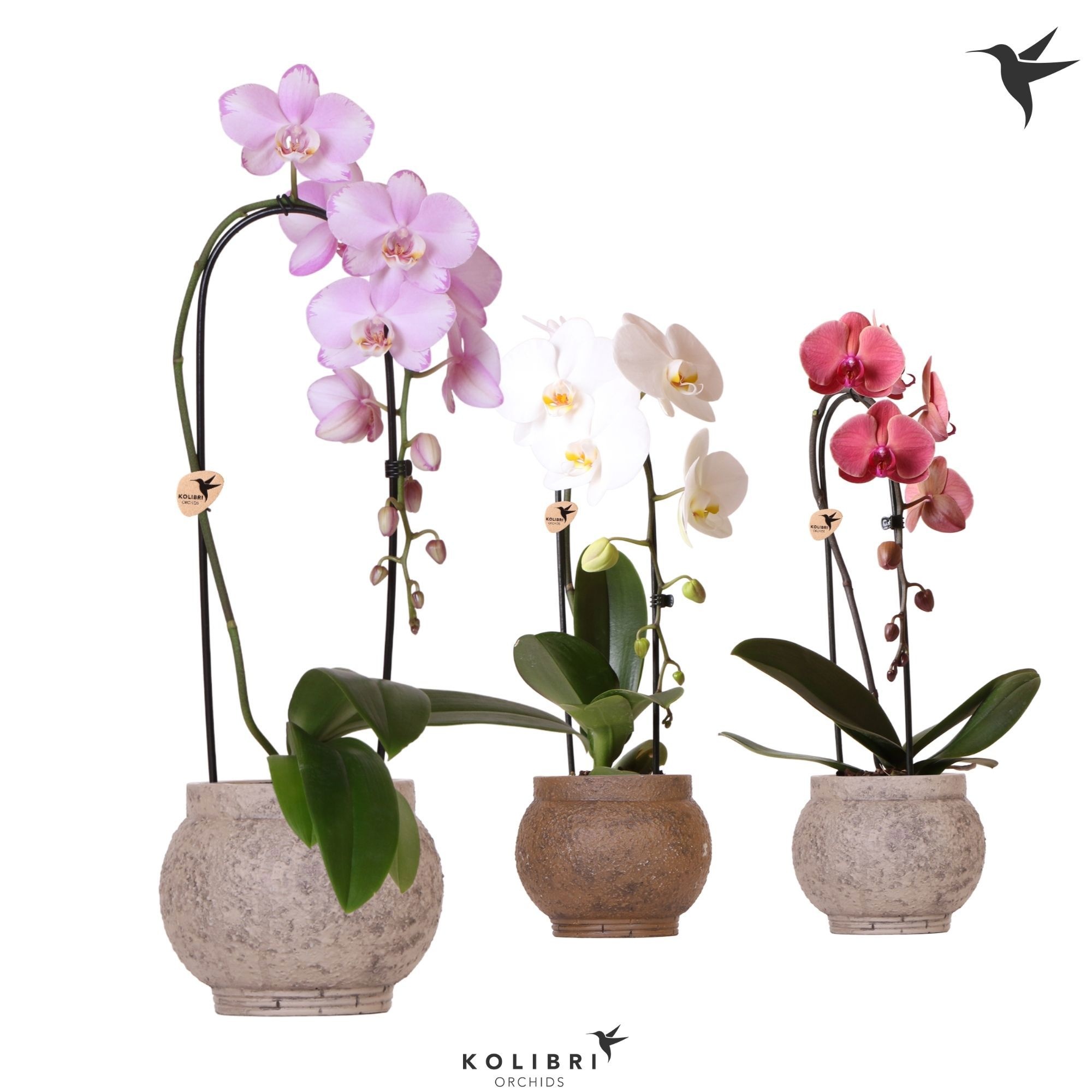 Kolibri Orchids Phalaenopsis Cascade Niagara Fall mix 1 spike in Ancient pot brown mix, D 12