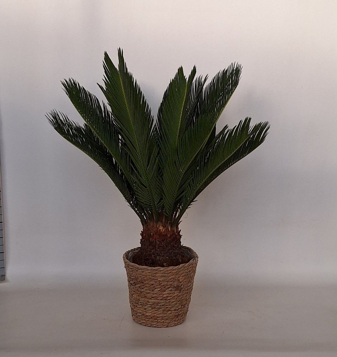 Cycas in mand Ella, D 18